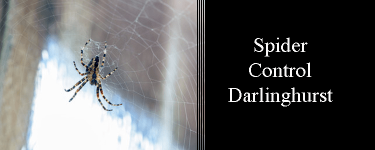 Spider Control Darlinghurst